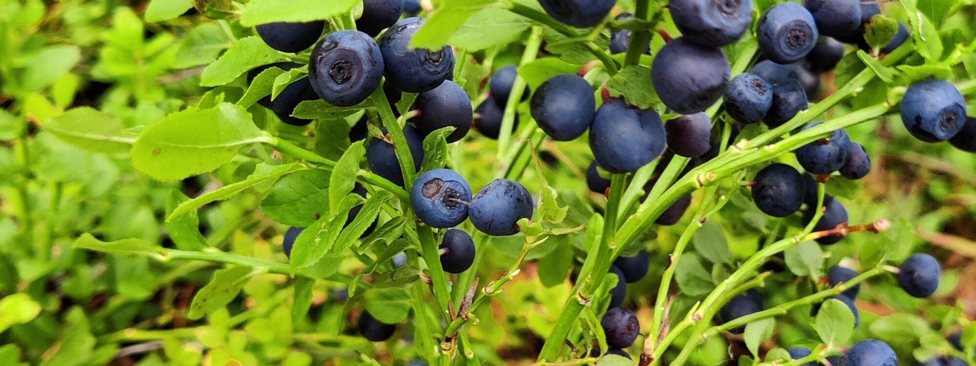 Kuvaaja: M Rahikainen