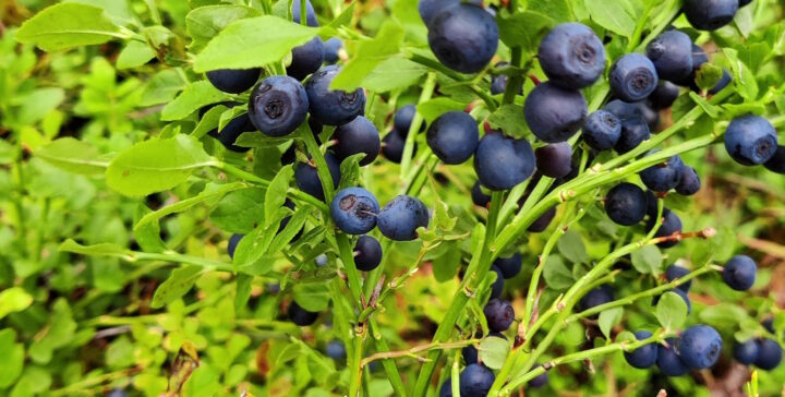 Kuvaaja: M Rahikainen