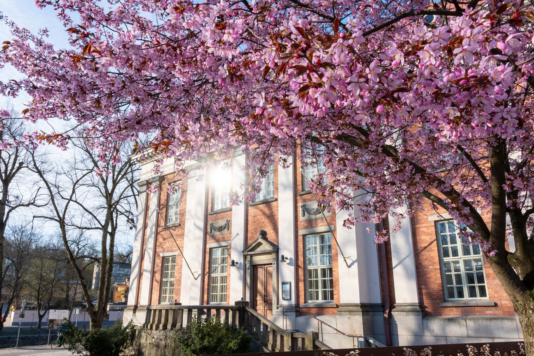 Turku library and cherry blossom