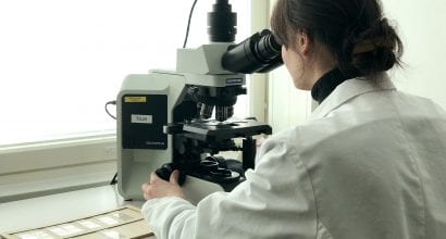 Siitepölynäytettä analysoidaan valomikroskoopilla