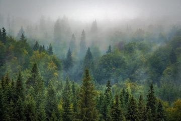 Sanasto mielikuvien muovaajana