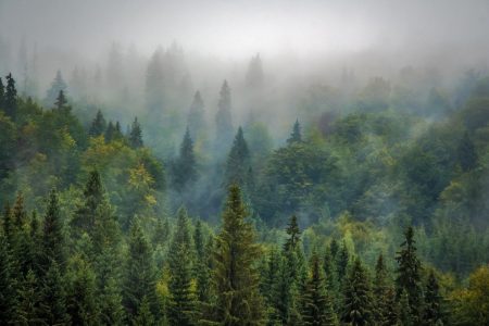 Usvainen metsä.