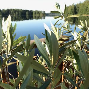 Yhteiskirjoittaminen: spontaania ilottelua rakkaan asian äärellä