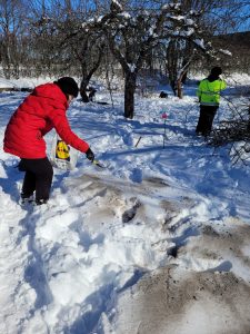 Tulevalle kasvimaalle levitetään tuhkaa