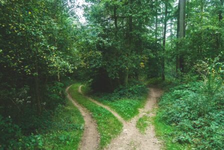 Kuvituskuva, jossa polku erkanee kahdeksi. Kuva: Jens Lelie / Unsplash