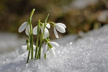 Hiiskutun kevään 2025 teemat – Hiiskuttua: Themes for the Spring