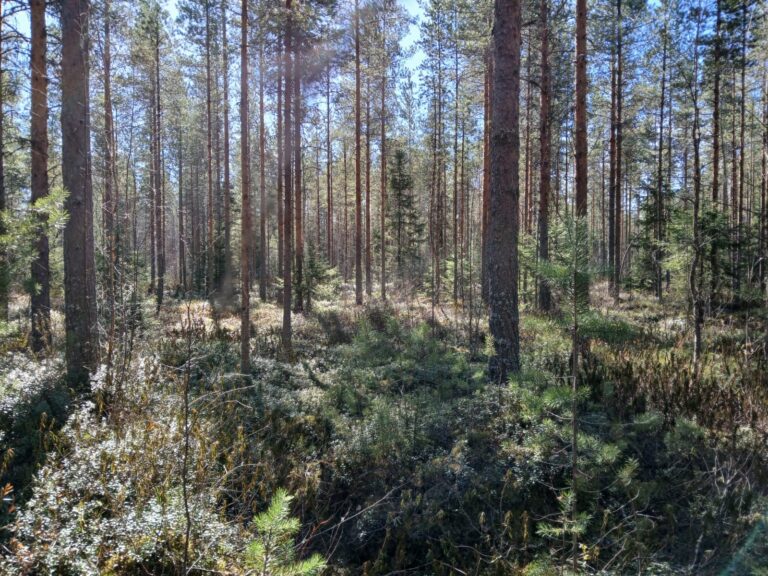 Aurinkoinen suomalainen metsä