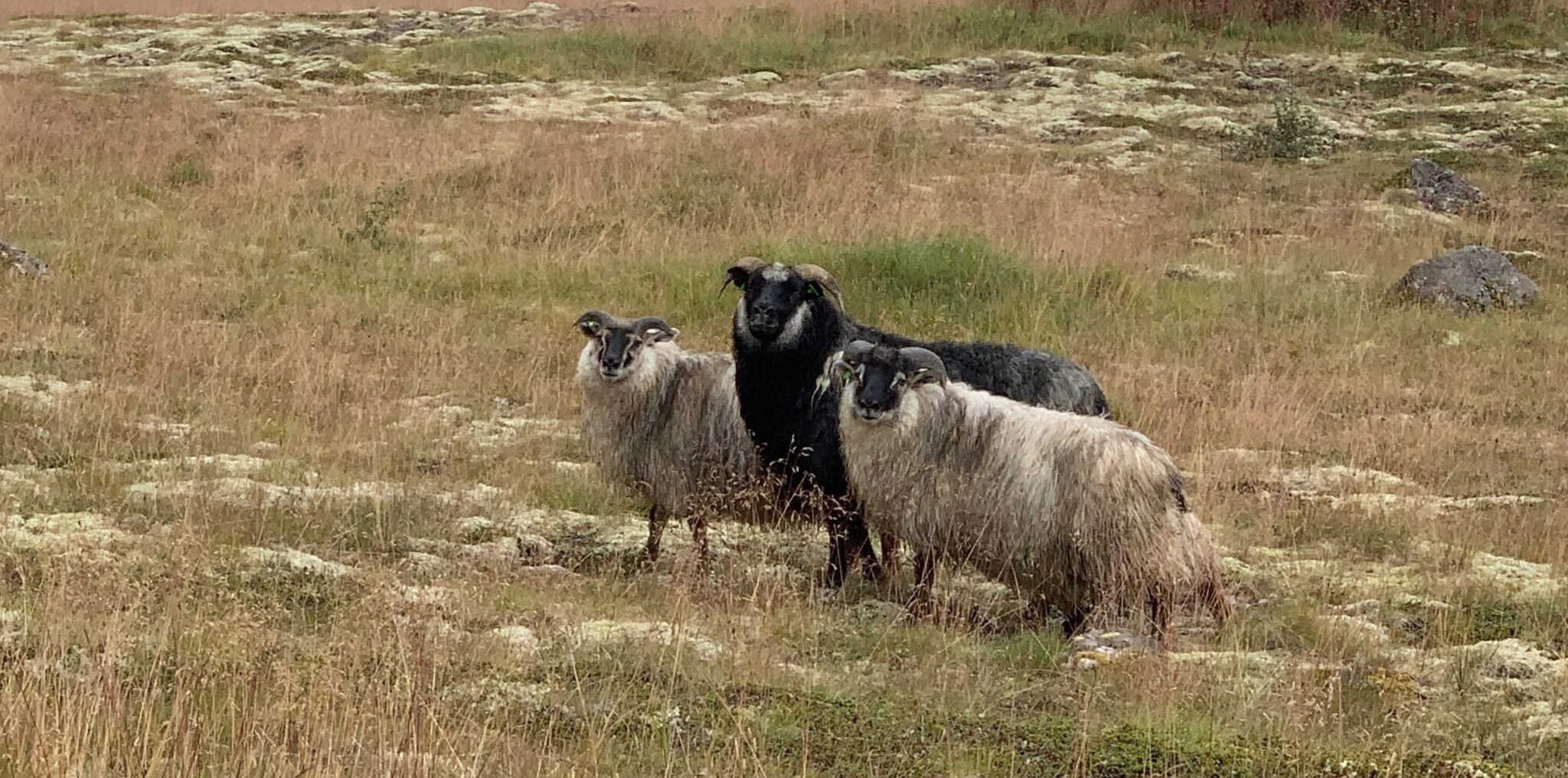Kolme Islannin lammasta.
