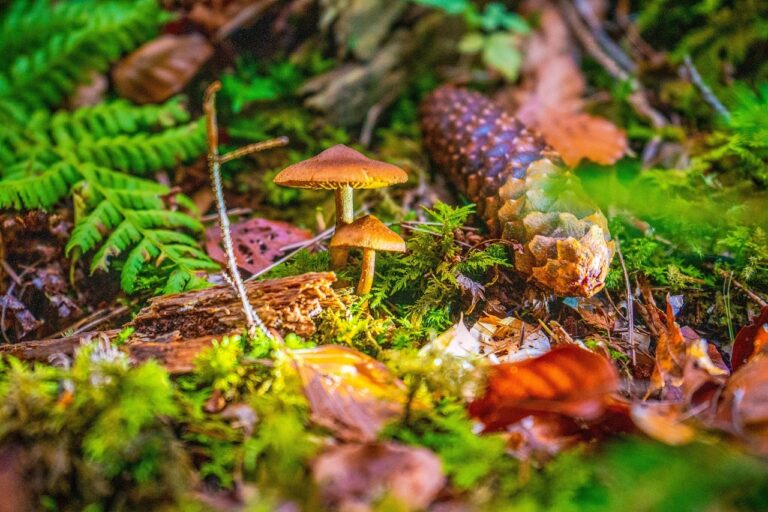 Metsänpohjaa, jossa sieniä, lehtiä ja käpy