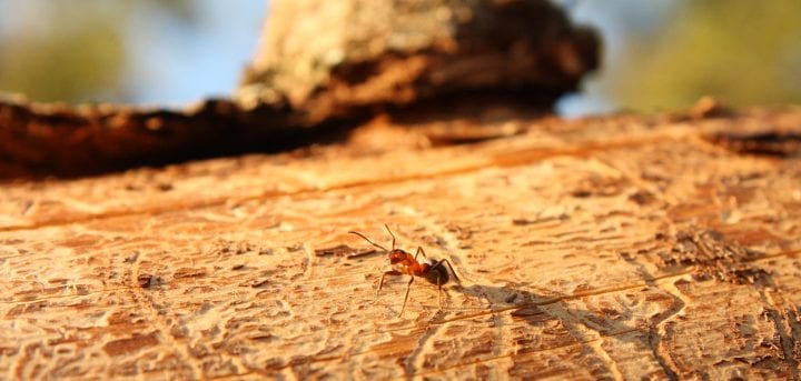 lähikuva: muurahainen kaatuneella puulla